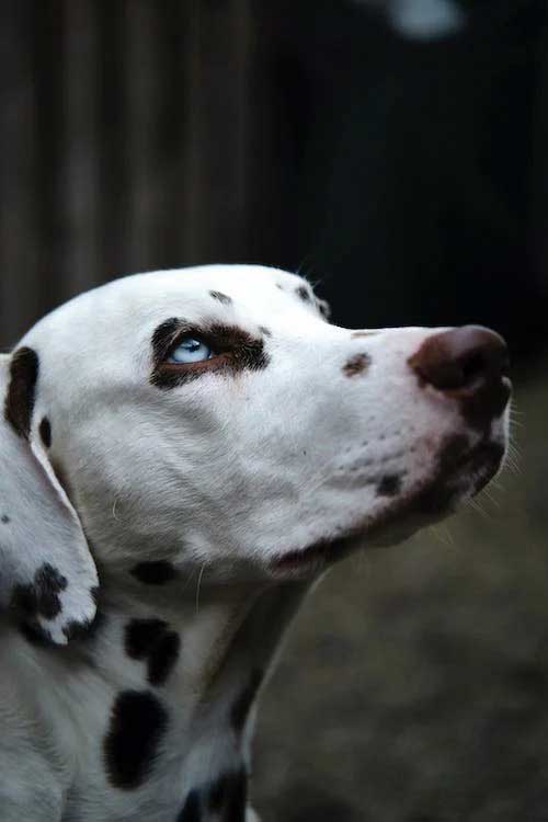Saiba mais sobre dez raças de cachorros de médio porte 1 DALMATA twste