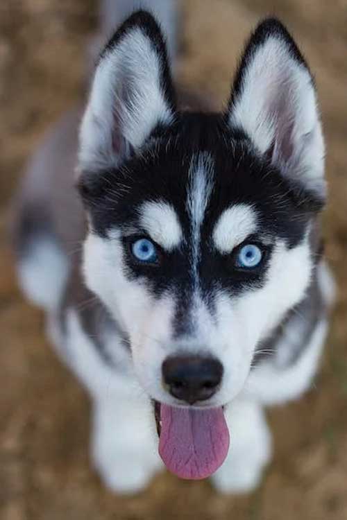 Saiba mais sobre dez raças de cachorros de médio porte 2 HUSKY SIBERIANO PEXELS