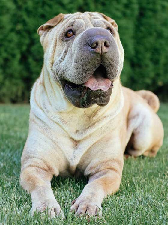 Saiba mais sobre dez raças de cachorros de médio porte 3 SHAR PEI PEXELS ok