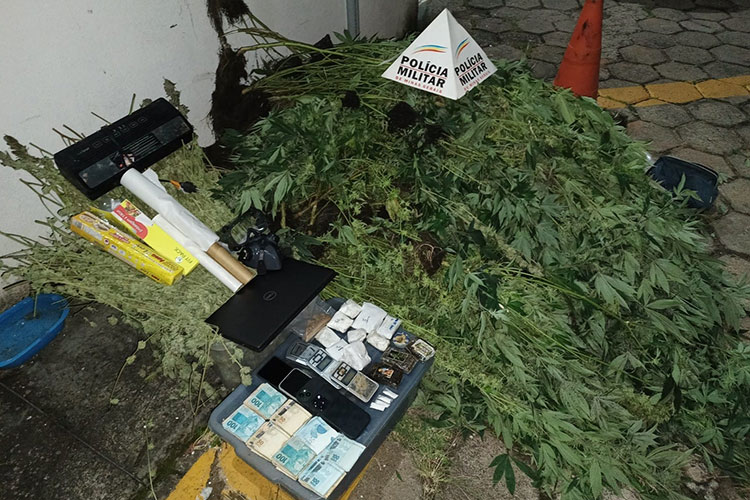 Às vésperas do carnaval, PM desmonta cultivo de maconha e prende nove pessoas 1 cultivo de maconha vicosa divulgacao pm 2