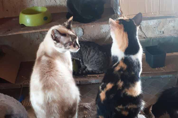Para quitar dívida de R$ 44 mil, SJPA realiza show de prêmios neste domingo 1 Gatinhos Divulgacao SJPA