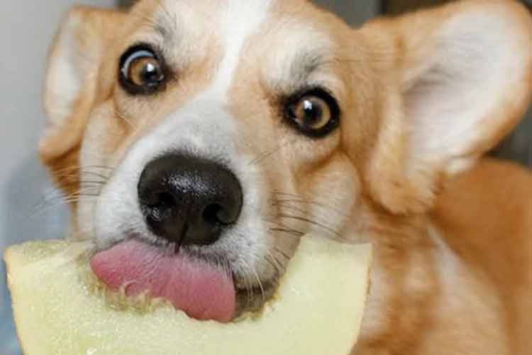 cachorro comendo