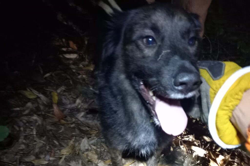 Cão preso em árvore é resgatado por bombeiros de Conselheiro Lafaiete 2 cachorro resgatado