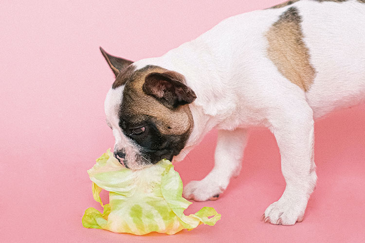ESPECIAL PET ALIMENTOS pexels anna shvets 4587963