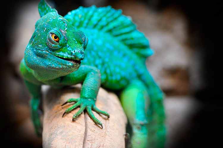 Veja as características do camaleão e saiba como cuidar dele em casa 1 camaleao pexels 1