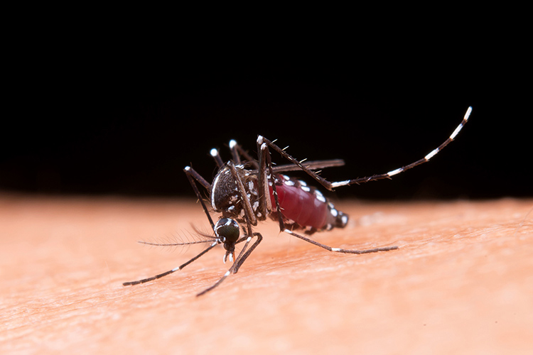 Período chuvoso e calor intenso aumentam risco de casos de dengue 2 Período chuvoso e calor intenso aumentam risco de casos de dengue