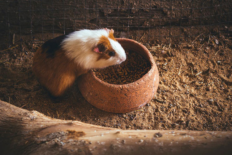 Veja como cuidar de um porquinho-da-Índia em casa 1 porquinho da india 3
