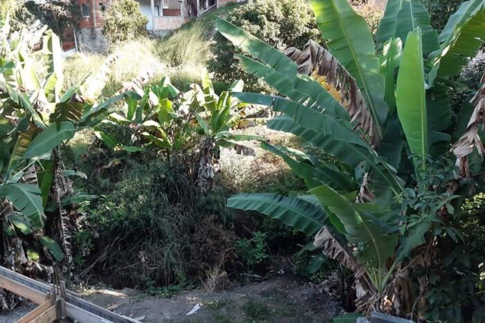 Mato alto e córrego sujo preocupam no Parque Independência 1 vu1304