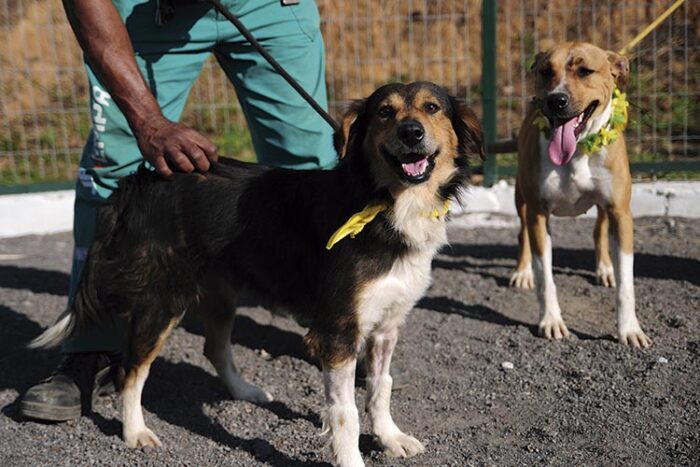 Venda de animais em locais públicos pode ser proibida em JF 1 CACHORRO Marcelo Ribeiro Arquivo TM 1