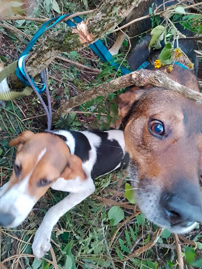 Cachorros desaparecidos há três dias são resgatados perto de penhasco 1 caes resgate bombeiros site