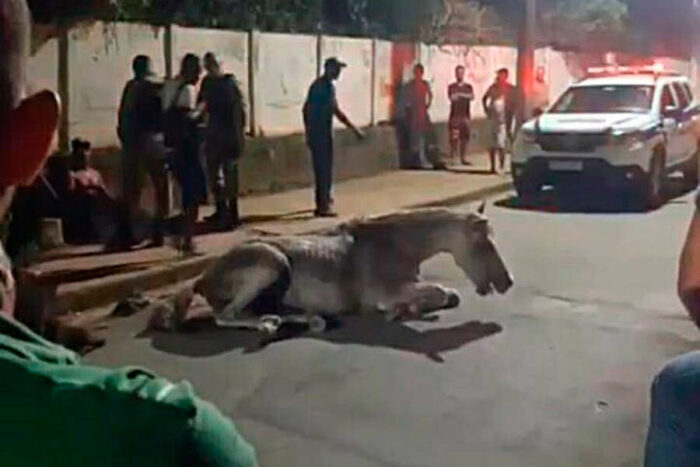 Homem é preso por agredir cavalo com chutes e chicotadas em Leopoldina 1 cavalo-leopoldina