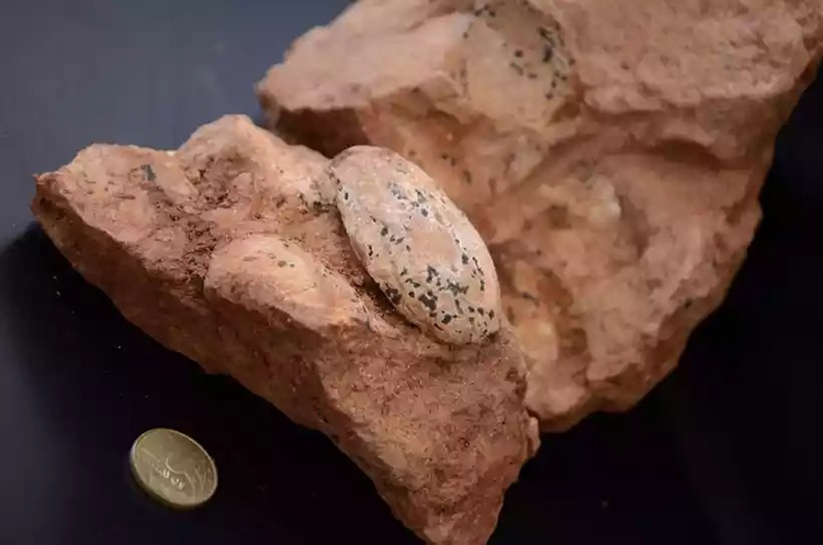 Paleontólogo encontra ninhada com ovos de 80 milhões de anos em Minas 1 ninhada ovo 80 milhoes de anos foto francisco neto divulgacao