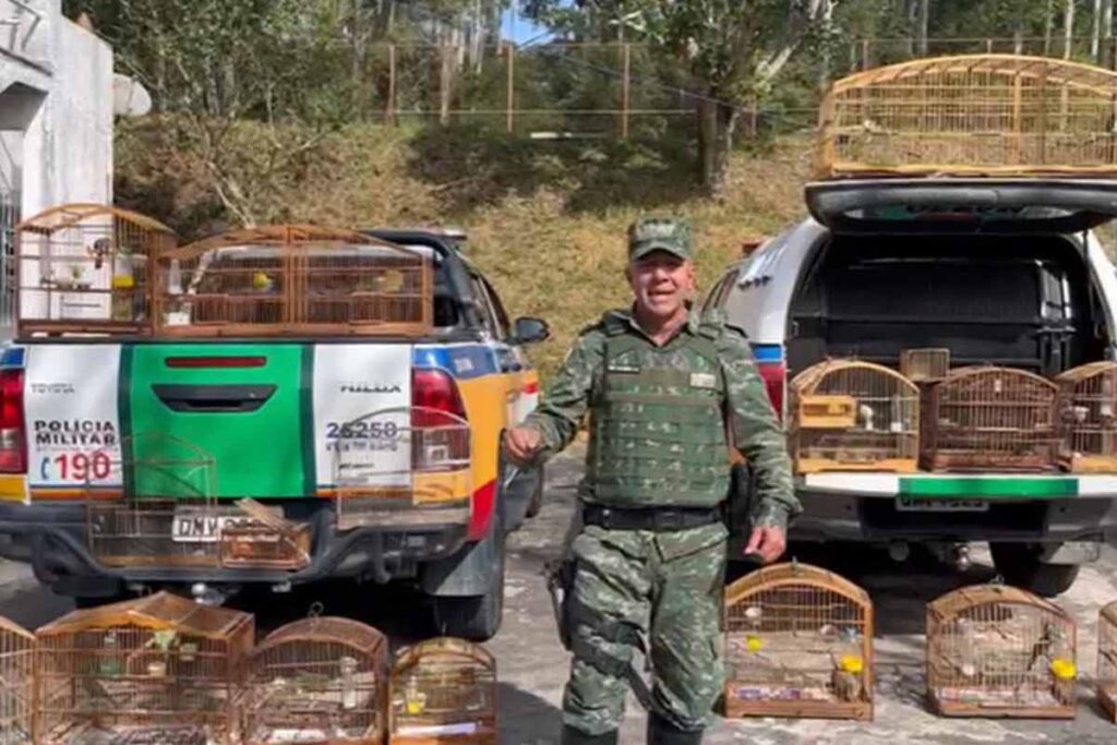 Dupla é presa e multada em R$ 28 mil por posse ilegal de aves silvestres em Torreões 1 Apreensao passaros PMMA