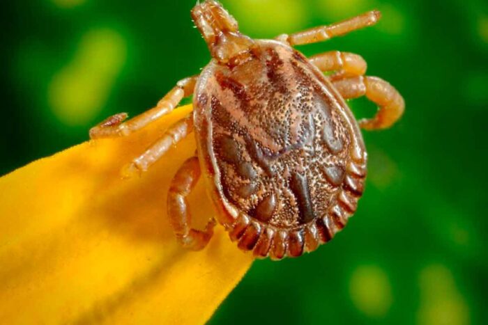 Minas Gerais registrou nove casos de febre maculosa em 2023 1 Febre maculosa Prefeitura de Jundiai