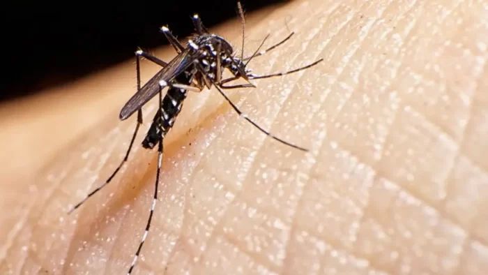 Brasil ultrapassa meio milhão de casos de dengue em 2024; Minas lidera infecções prováveis 1 dengue