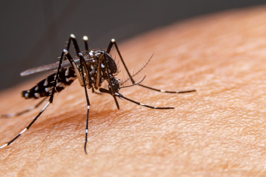 JF ultrapassa seis mil notificações de dengue durante 2024 1 Dengue