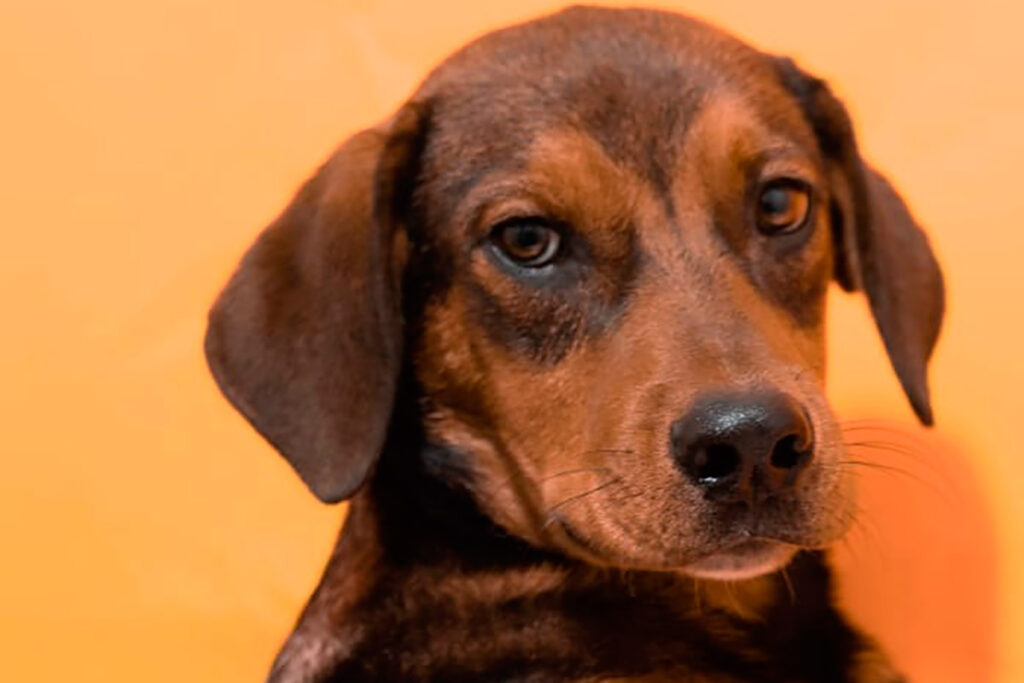 Evento de adoção de cães e de recolhimento de lixo eletrônico acontece neste sábado 2 adocao caes foto Giovana Tavares 2 dest