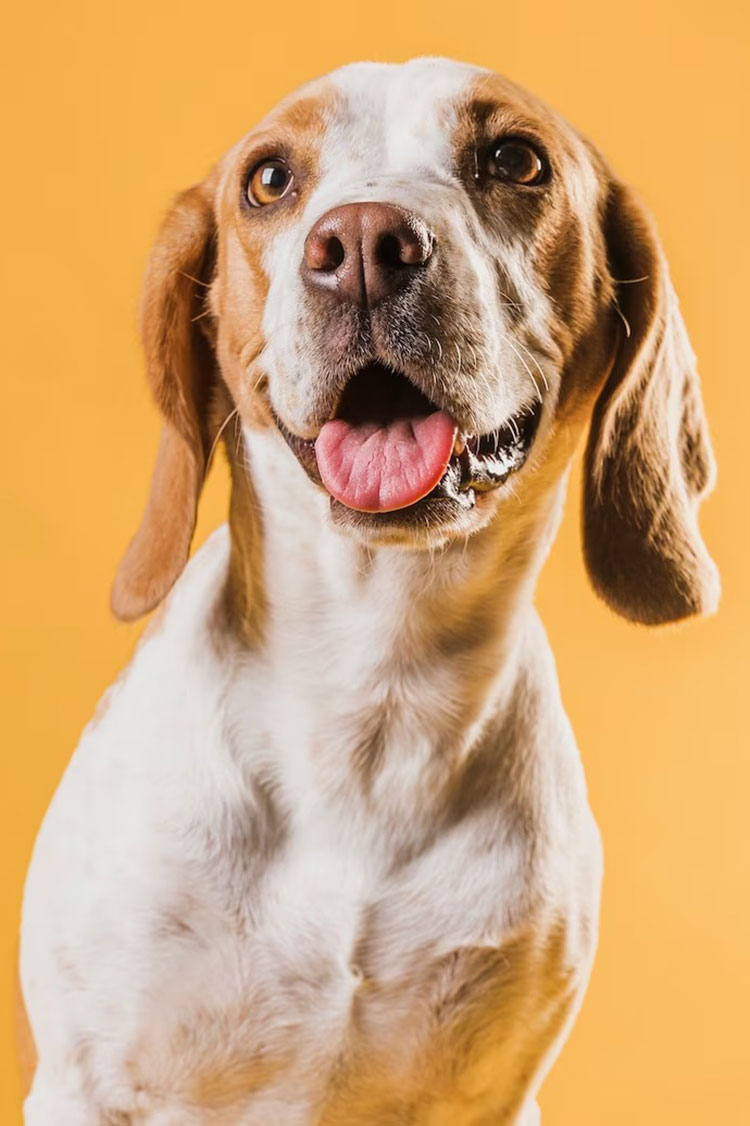 Conheça as características que tornam o beagle especial 1 beagle freepk