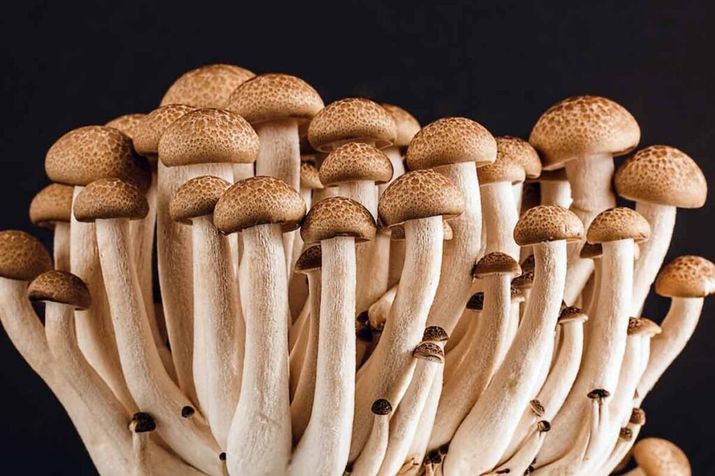 O fascínio dos cogumelos 1 cogumelos pixabay
