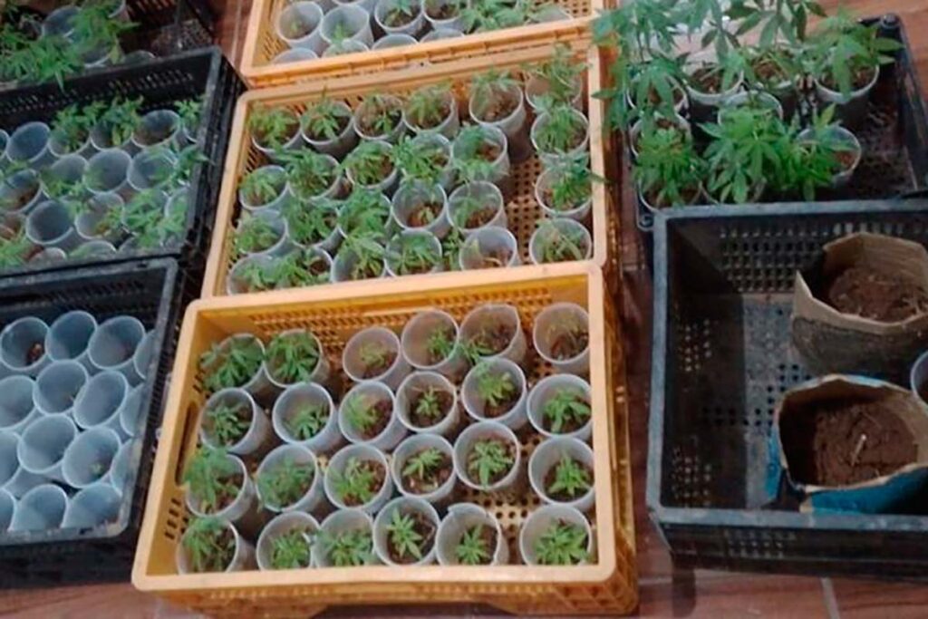 PM apreende 144 pés de maconha em operação contra o tráfico de drogas 2 pés de maconha pm