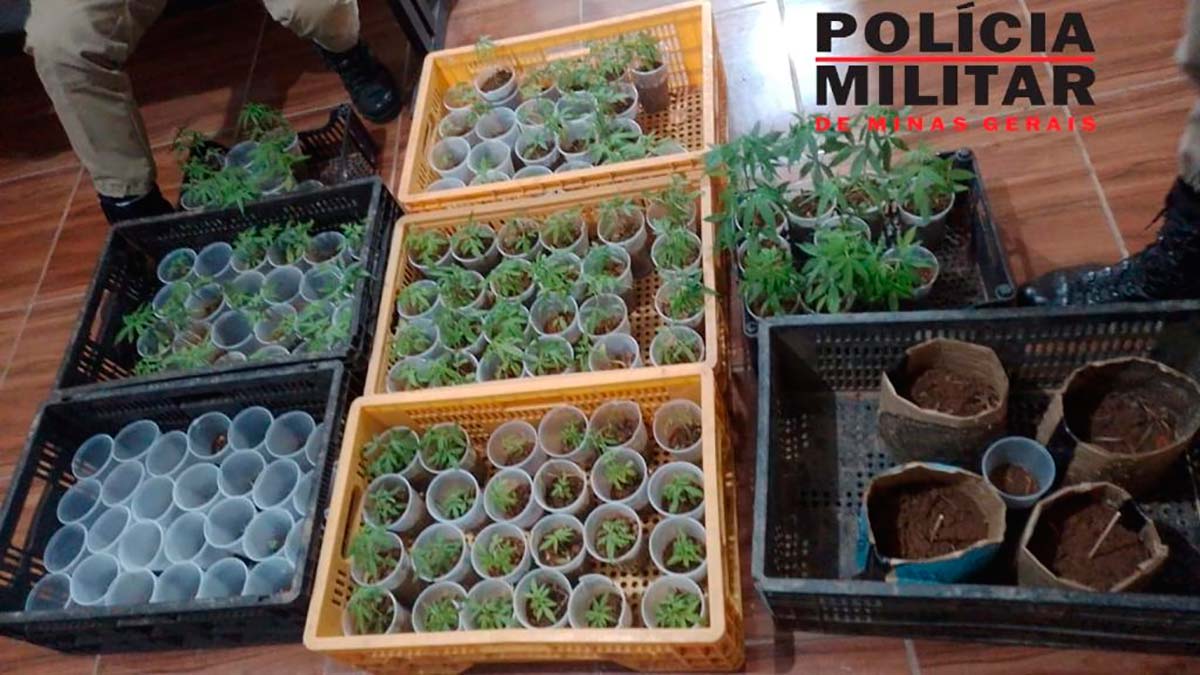 PM apreende 144 pés de maconha em operação contra o tráfico de drogas 1 piau pes de maconha foto pm