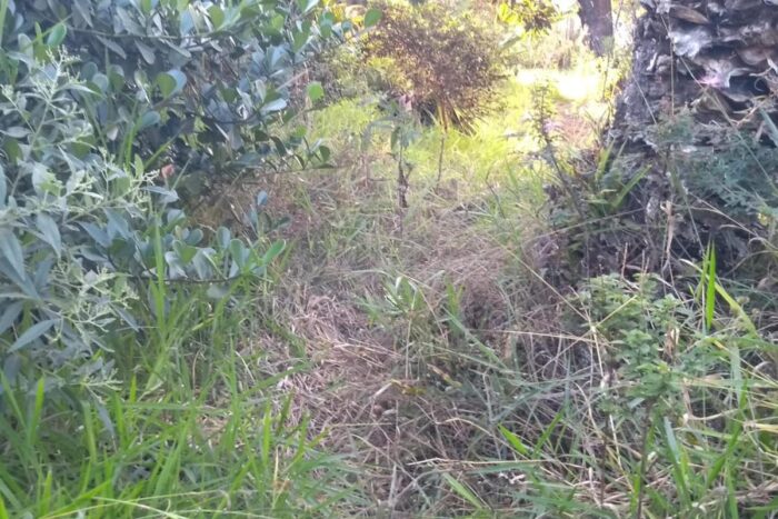 Moradora solicita providências para terreno baldio no São Geraldo 1 vu 30.06