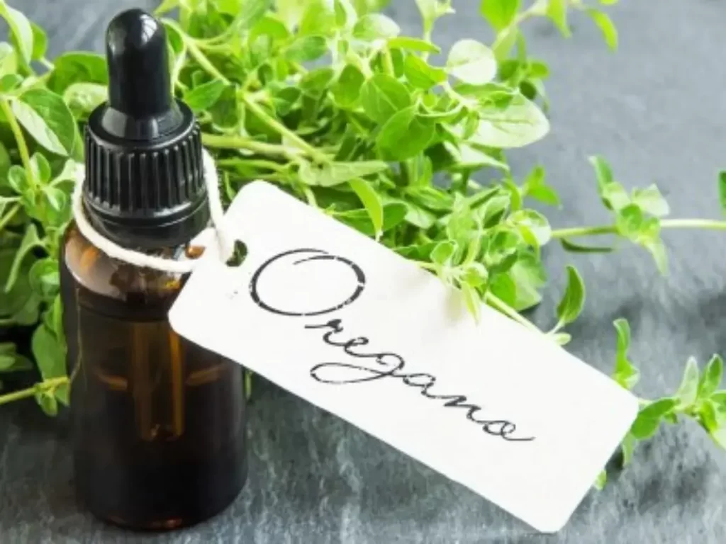 Orégano – ajuda a emagrecer e é um poderoso aliado contra o envelhecimento! 1 Descubra-os-benefícios-do-orégano-para-a-saúde-04-12-07-23