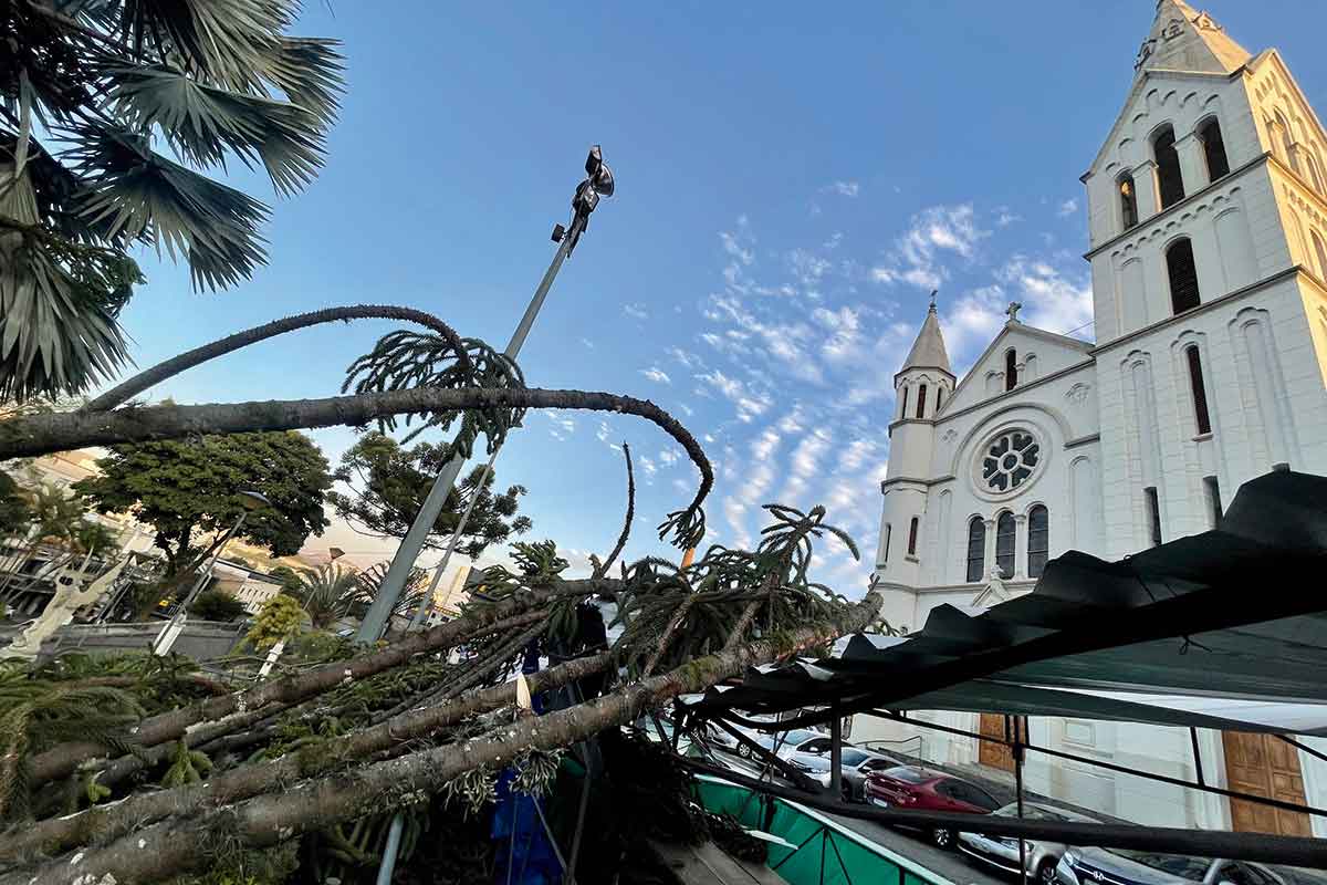 Ventania causa queda de árvores em Juiz de Fora 1 ventania derruba árvore