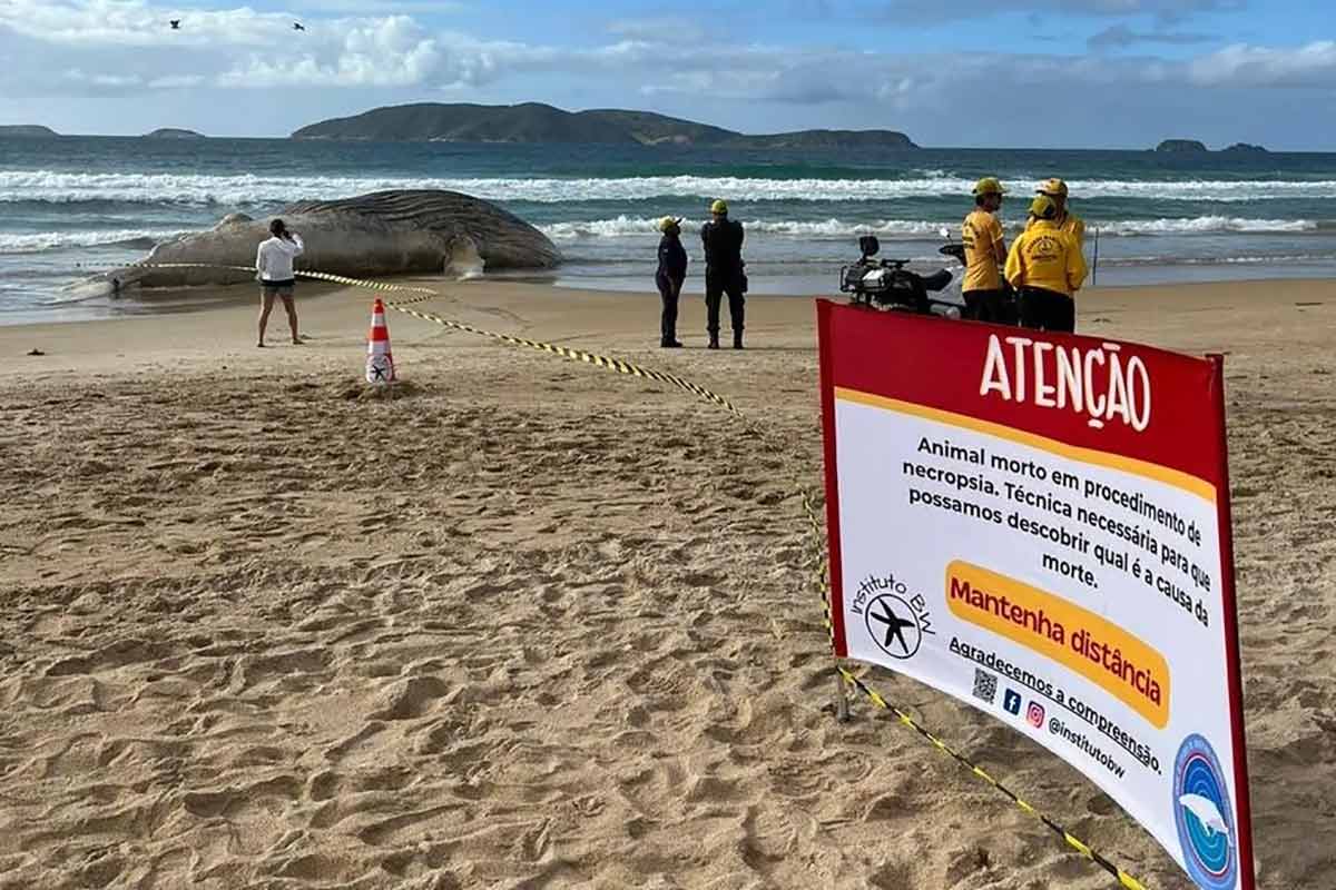 Baleia-jubarte fica encalhada e morre na praia do Peró, em Cabo Frio 2 baleia jubarte cabo frio foto Instituto BW