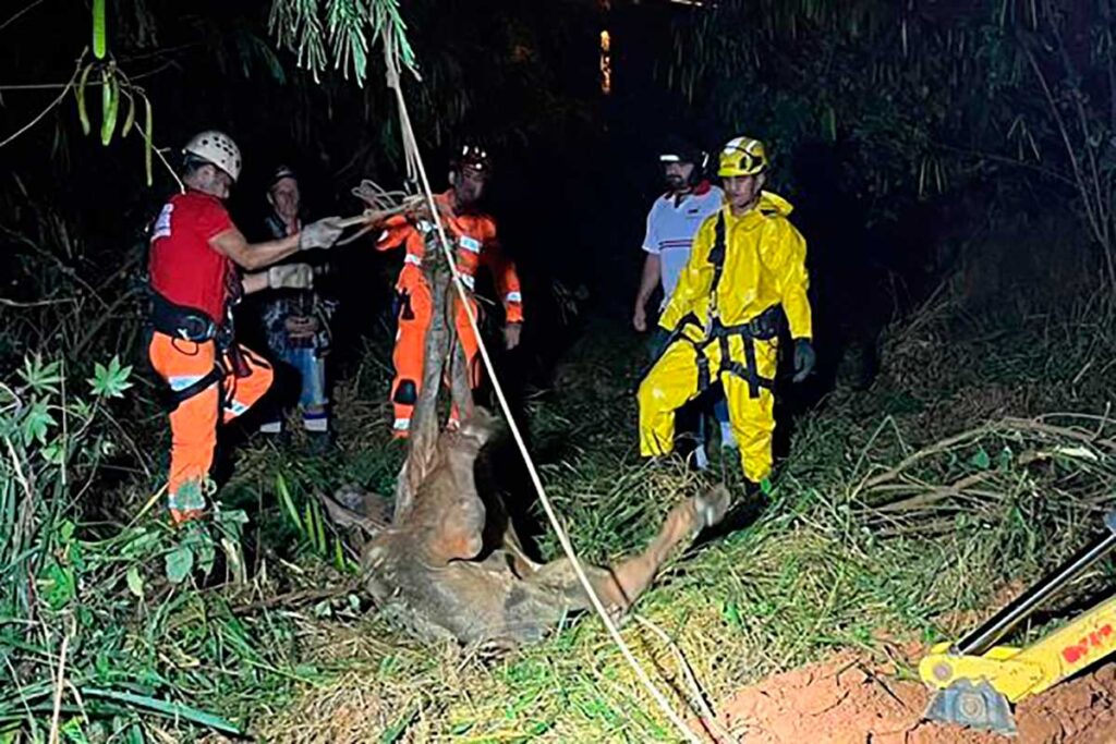 Bezerro é resgatado de galeria de 5 metros de profundidade em Muriaé 1 bezerro by silvan alves