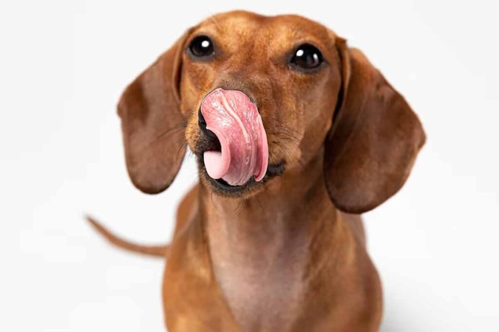 Conheça dez alimentos tóxicos para cachorros 2 cachorro pet freepik