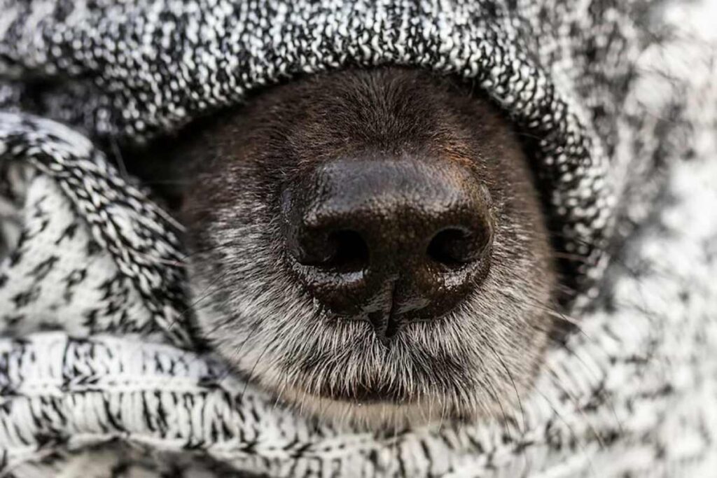 Confira seis dicas para identificar se seu cachorro está com frio 2 cachorro