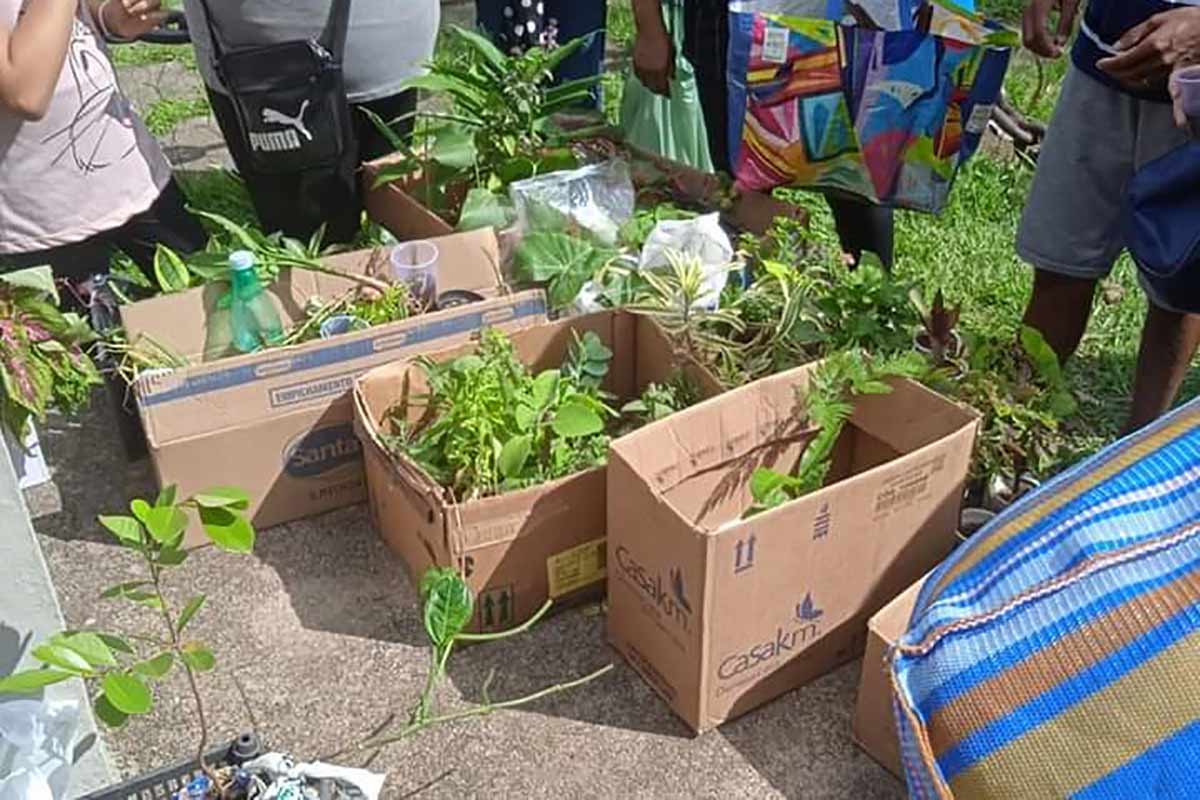 XV Feira de trocas e doações de mudas acontece neste domingo 1 feira de troca de mudas 2 coletivo em folhas