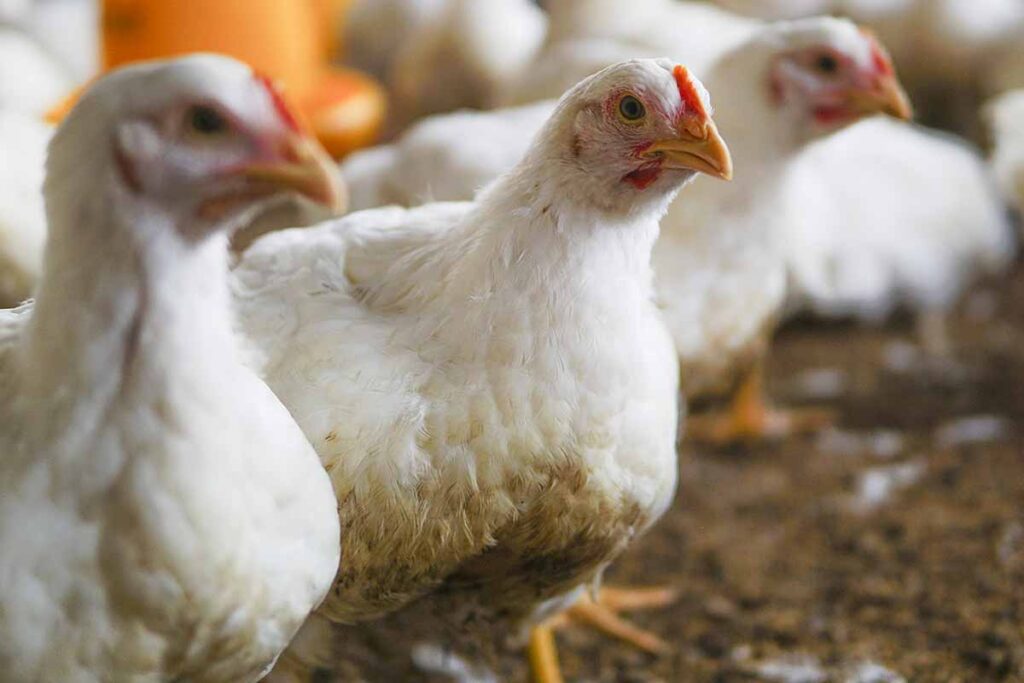 Gripe aviária: ES, BA, MS e TO declaram emergência zoossanitária 1 gripe aviária