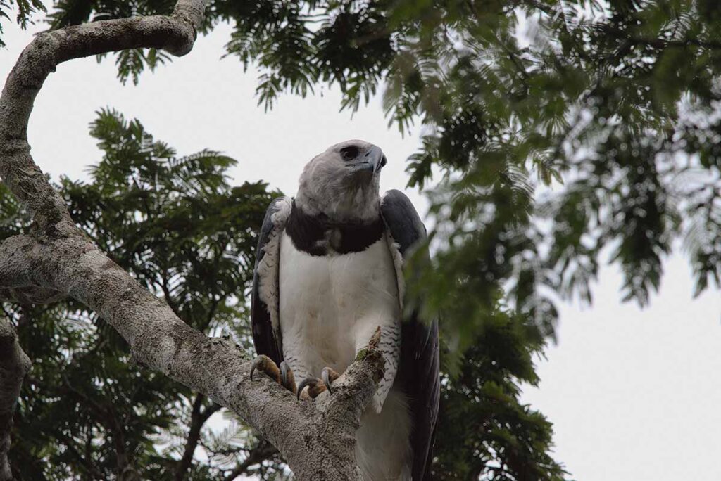 Harpia, uma das maiores aves de rapina do mundo, é fotografada em Minas Gerais 1 harpia oswaldo rezende