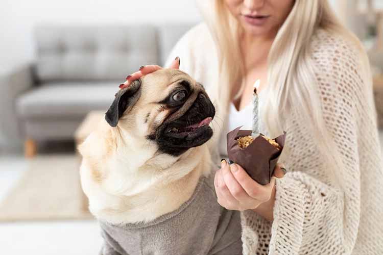 Conheça dez alimentos tóxicos para cachorros 1 pet cachorro freepik