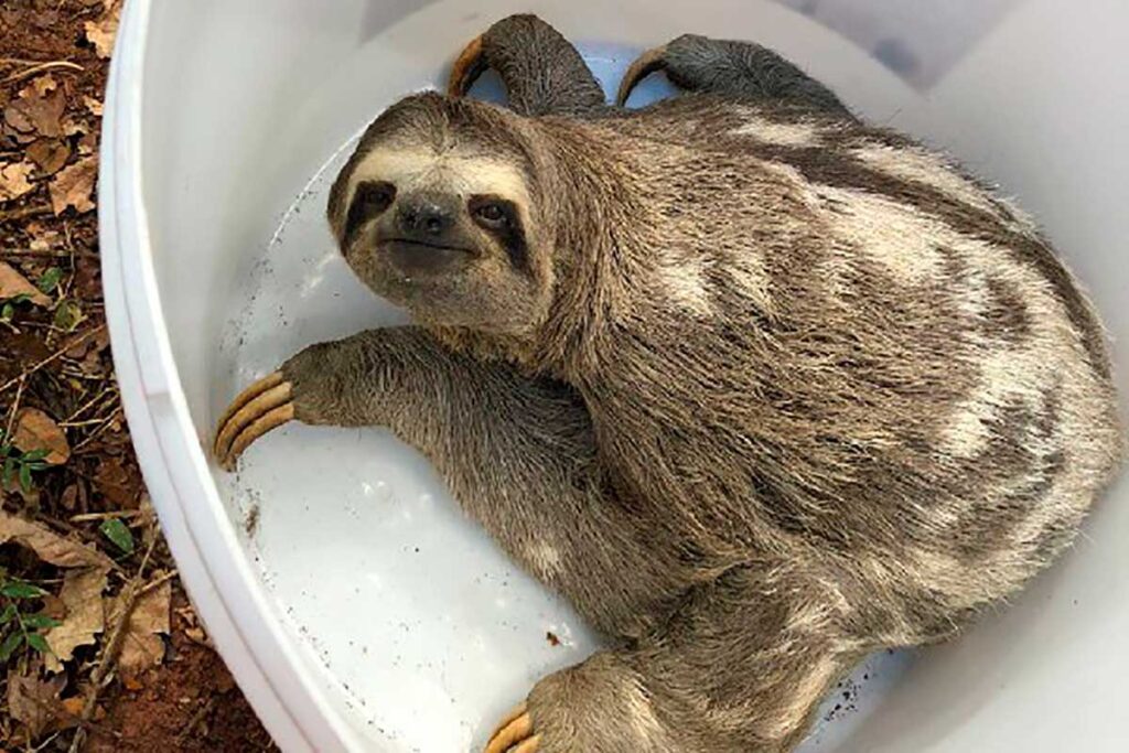 Bicho-preguiça é resgatado em avenida de Ubá 2 Bicho-preguiça é resgatado em avenida de Ubá