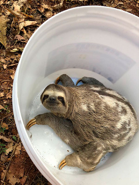 Bicho-preguiça é resgatado em avenida de Ubá 1 Bicho-preguiça é resgatado em avenida de Ubá