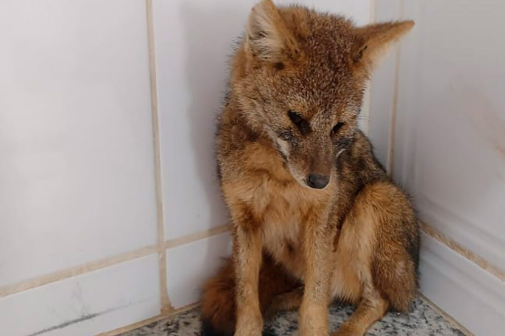 Raposa é salva por populares após ser atacada por cães 2 raposa foto bombeiros