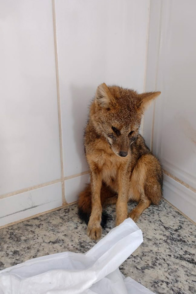 Raposa é salva por populares após ser atacada por cães 1 raposa barbacena foto bombeiros internasite