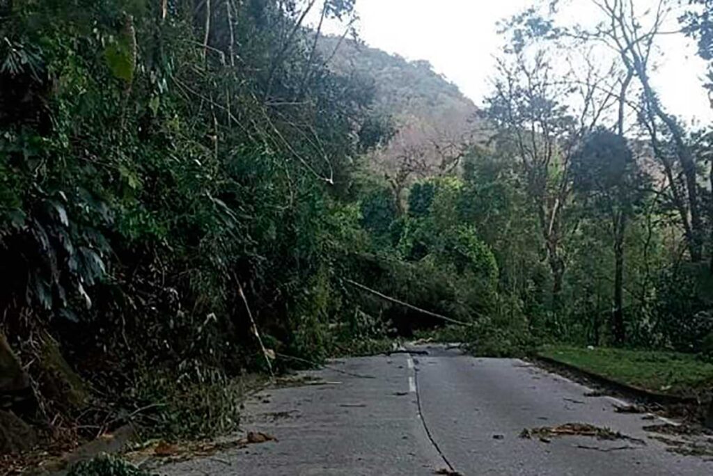 Trecho do km 87 da Serra de Petrópolis é liberado totalmente 1 Vendaval provoca quedas de árvores na subida e descida da Serra de Petrópolis foto Concer