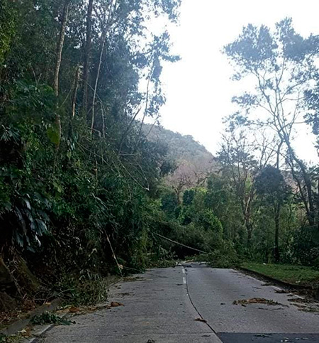 Vendaval provoca quedas de árvores na subida e descida da Serra de Petrópolis 1 serra petropolis interditada foto concer