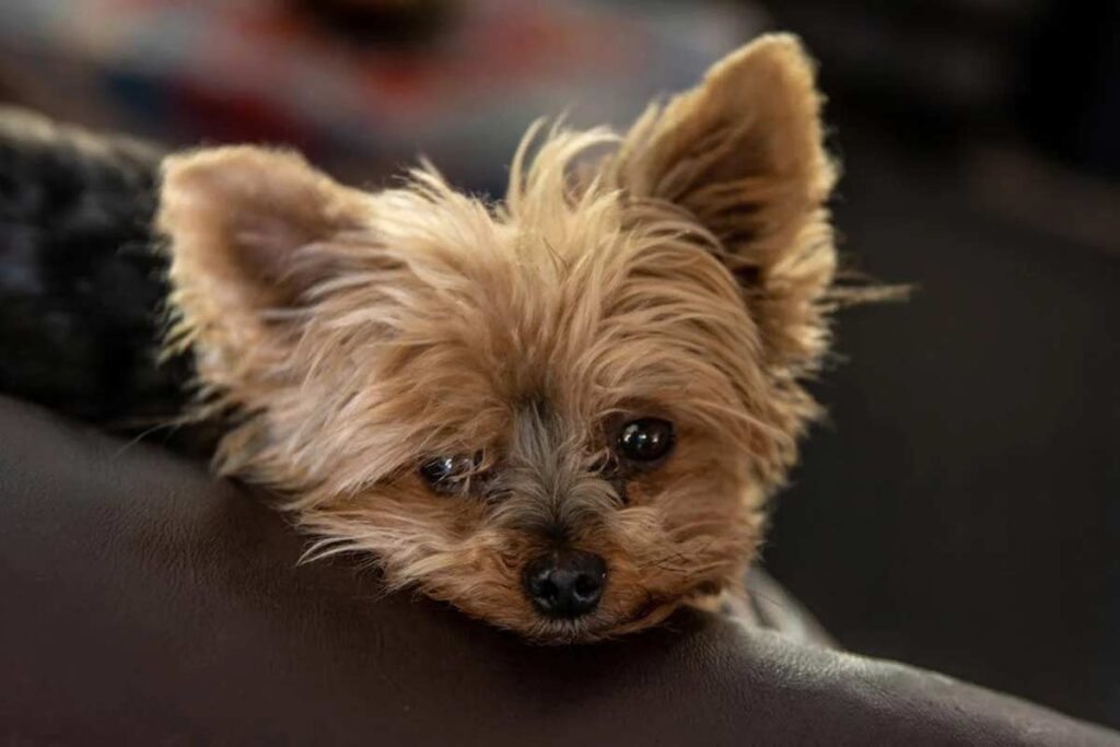 Conheça o yorkshire, o pequeno cheio de personalidade 2 yorkie 4 pexels