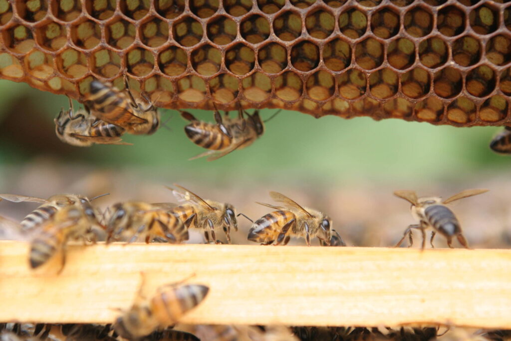 Ataque de abelhas deixa uma pessoa morta e 12 feridas em Vespasiano 1 A_agricultura_está_causando_um_grande_declínio_nas_populações_de_abelhas._(1)