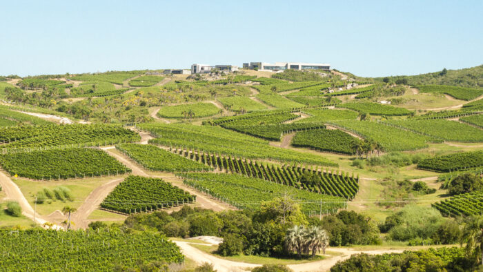 Garzón Balasto: a Arma Secreta do Uruguai 1 BodegaGarzon WineryVineyards07 1