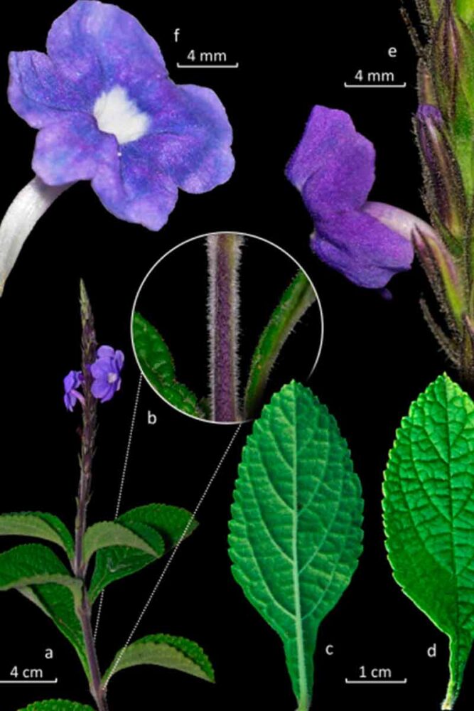 Planta rara da Serra do Cipó é cultivada pela UFJF 1 Especie rar reproducao UFJF