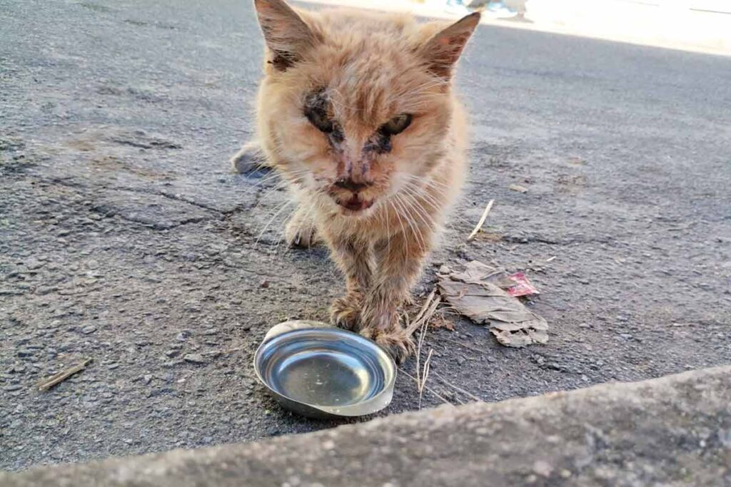 Morre gata de 29 anos em Barbacena 1 GATA GUINESS Arquivo pessoal 2