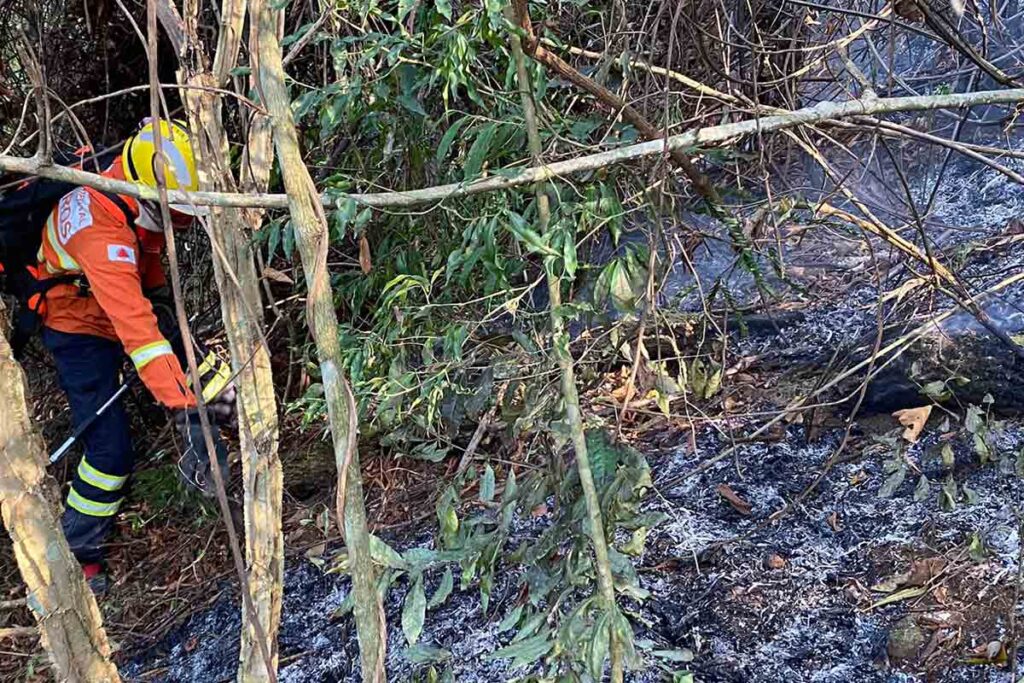 Incêndio atinge mata do Morro do Cristo em Juiz de Fora 2 Incendio Morro do Imperador2 Divulgacao Bombeiros
