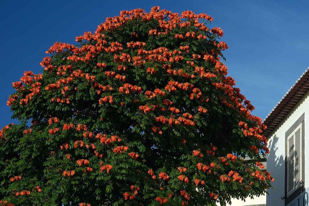 Vereador quer proibir plantio de árvore exótica Spathodea Campanulata em JF 2 Spathodea Campanulata
