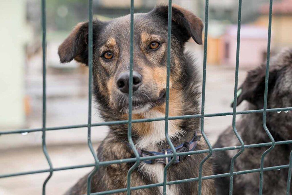 Lei que regulamenta comércio de animais é promulgada pela Câmara Municipal 1 Venda de animais Freepik